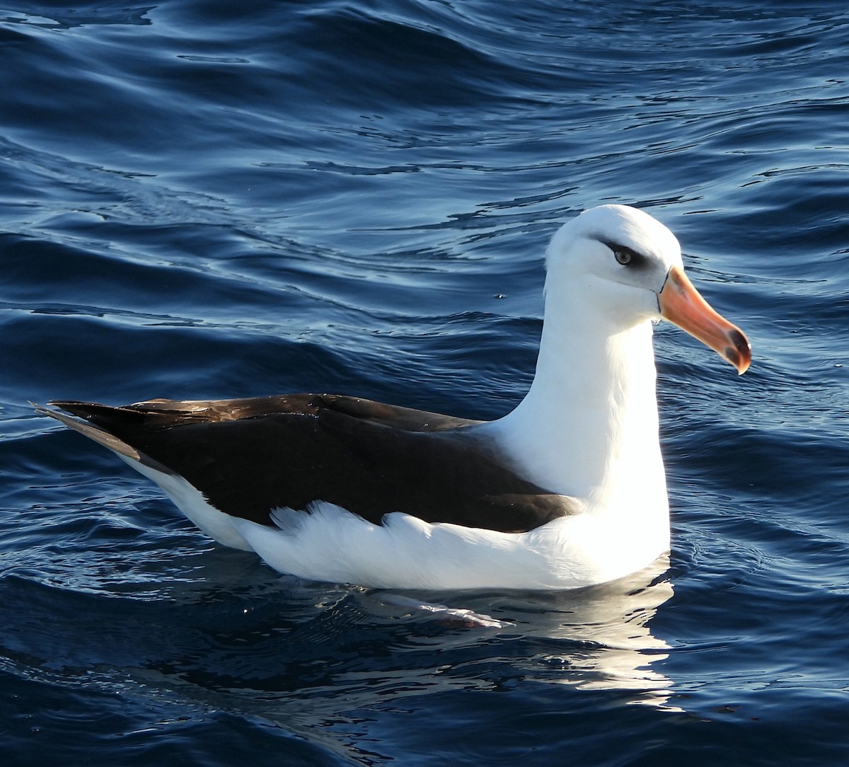 albatros černobrvý (ssp. impavida) - ML619663726