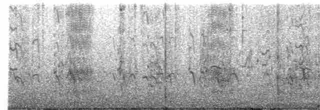 Крячок рябодзьобий (підвид acuflavidus) - ML619663727