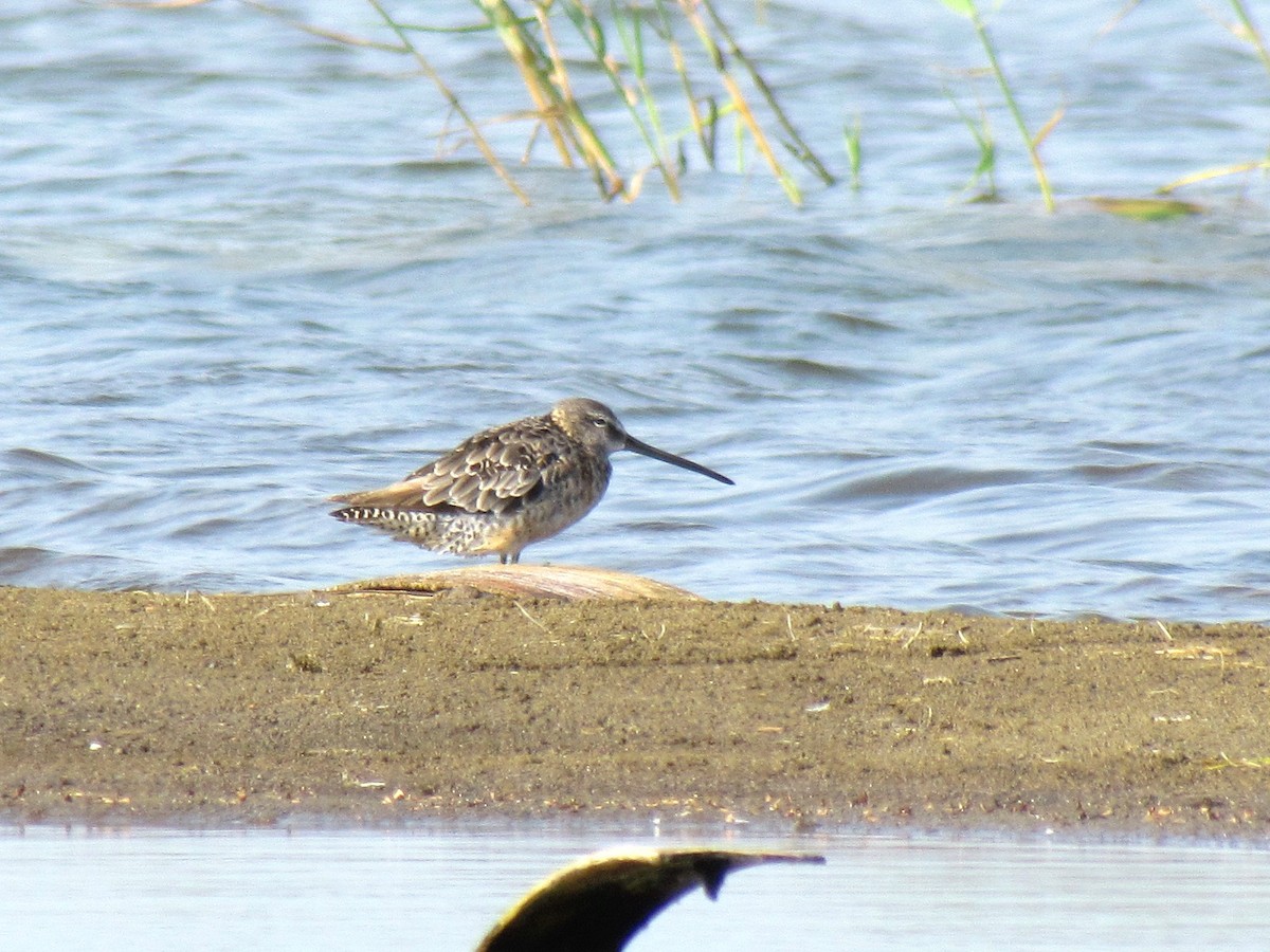 Long-billed Dowitcher - ML619663771