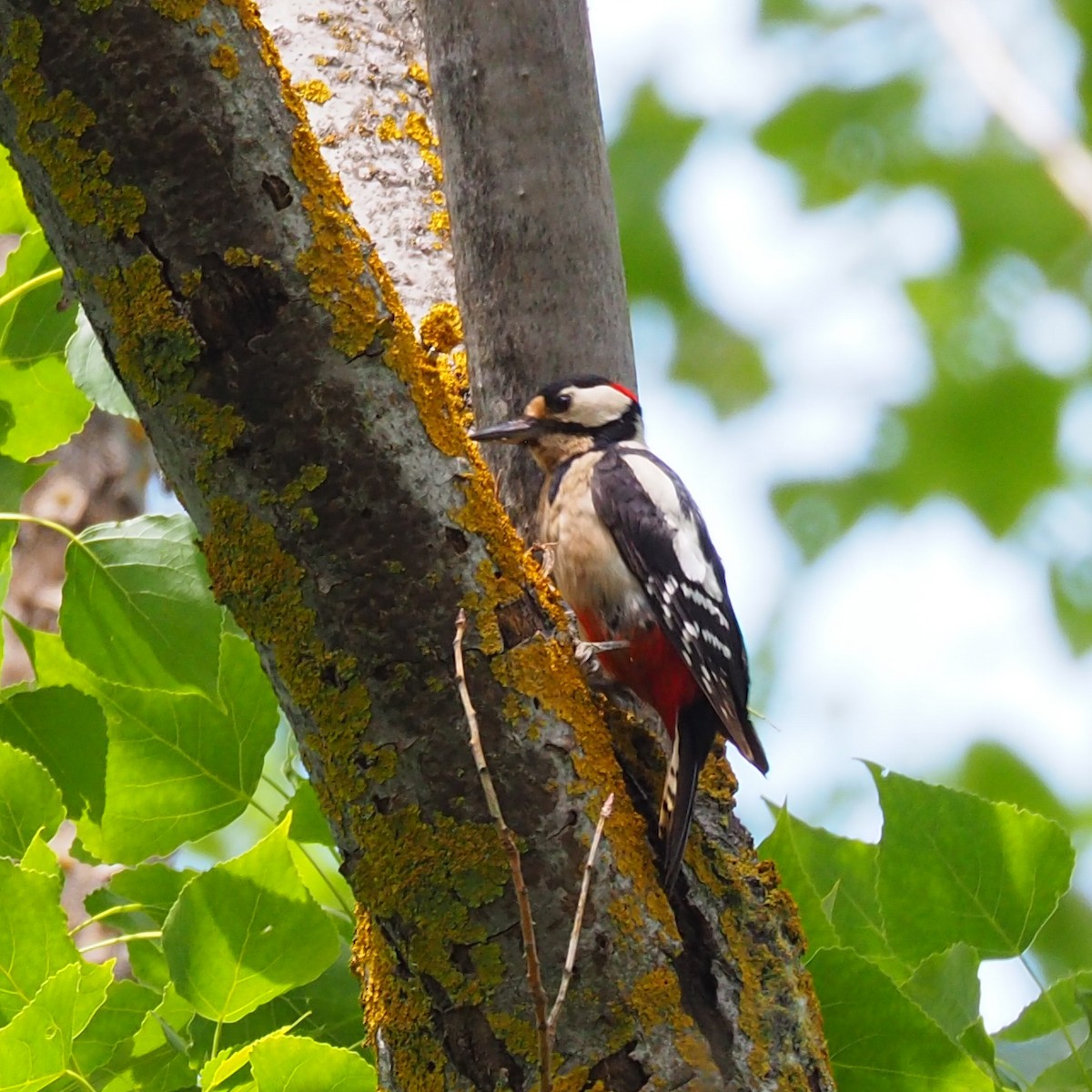 Great Spotted Woodpecker - ML619663777