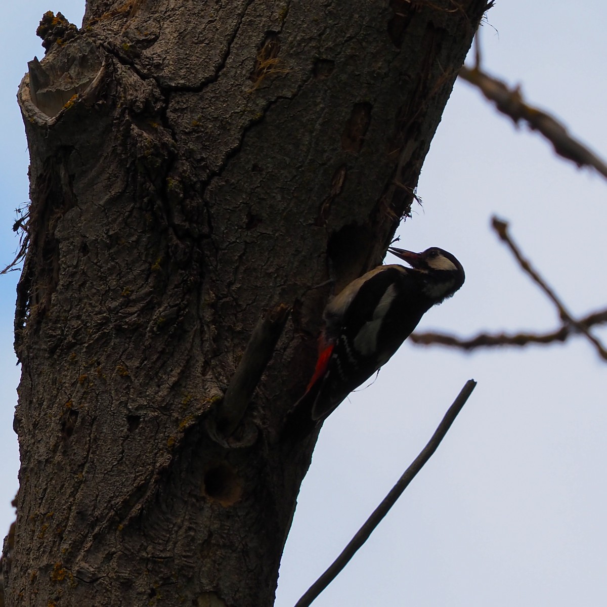 Great Spotted Woodpecker - ML619663778