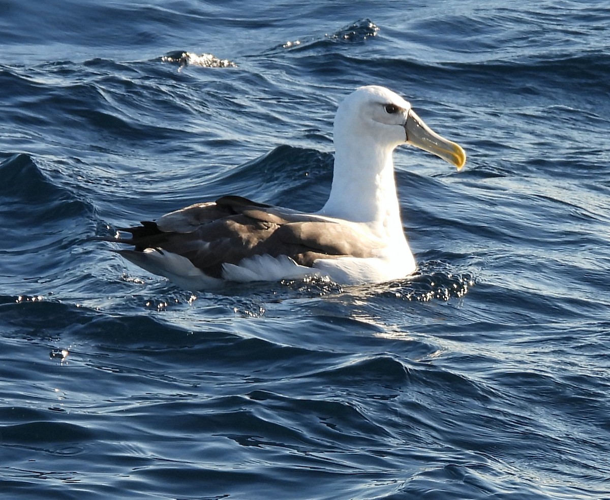 albatros šelfový - ML619663815