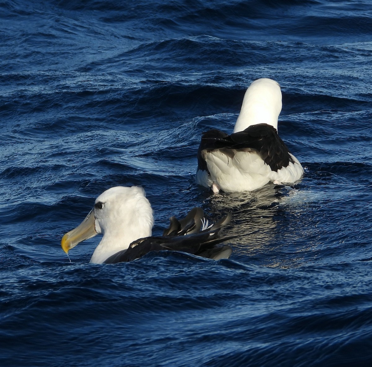 White-capped Albatross - ML619663824