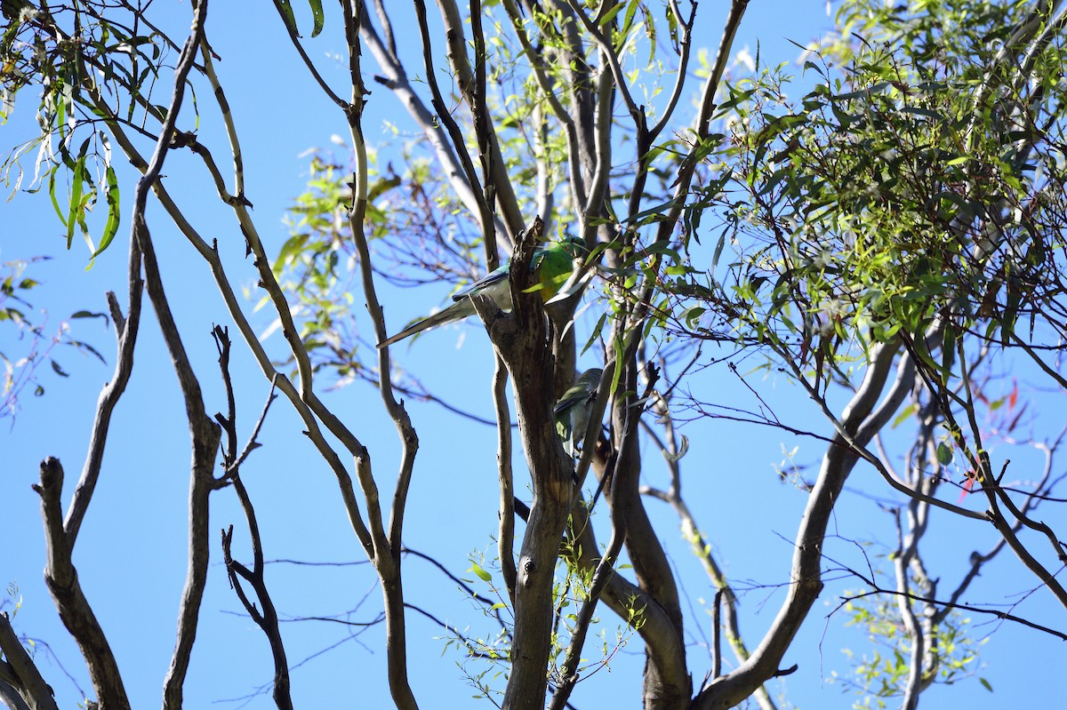 Red-rumped Parrot - ML619663850