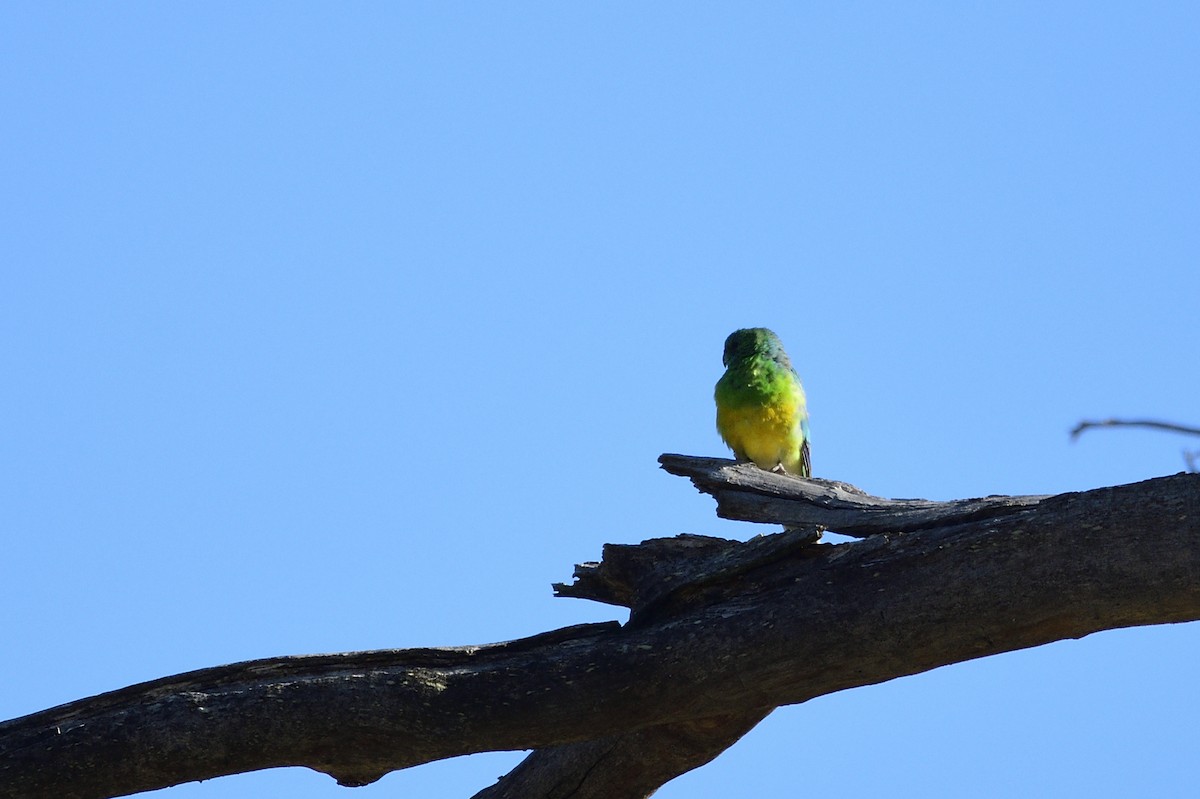 Red-rumped Parrot - ML619663851