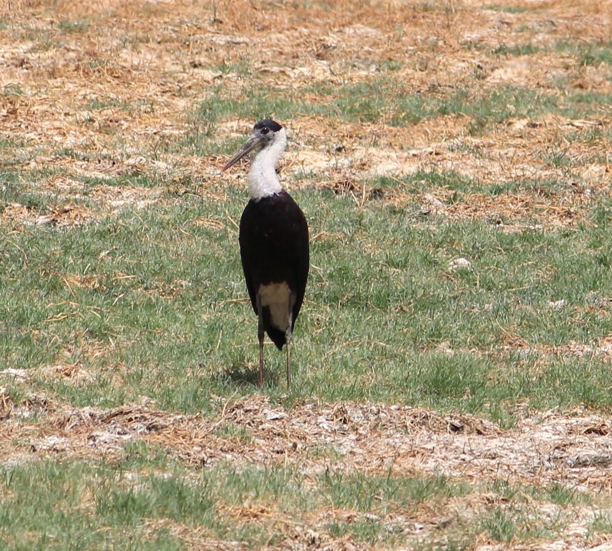 Asian Woolly-necked Stork - ML619663860