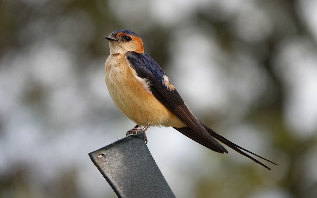 Red-rumped Swallow - ML619663875
