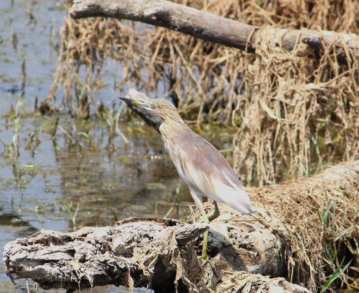 Indian Pond-Heron - ML619663890