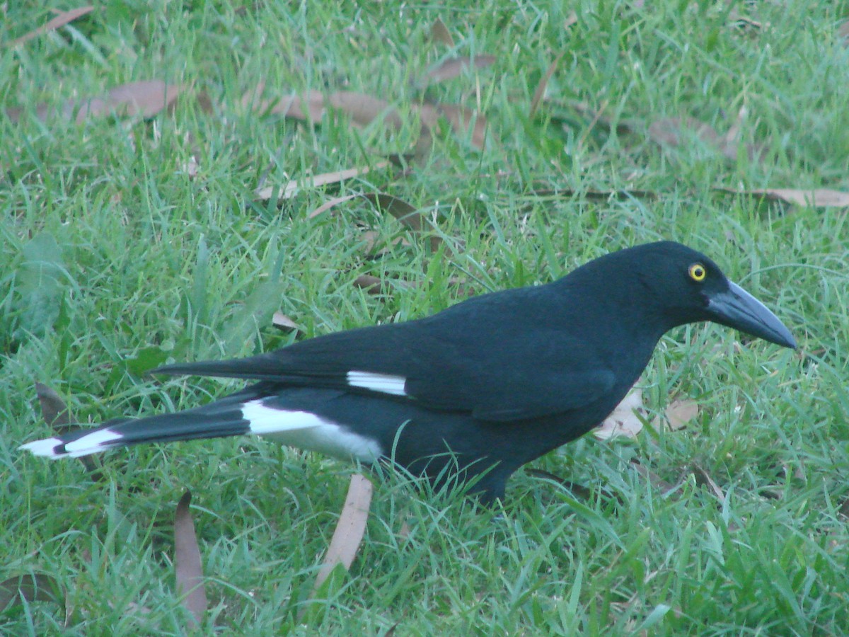Pied Currawong - ML619663891