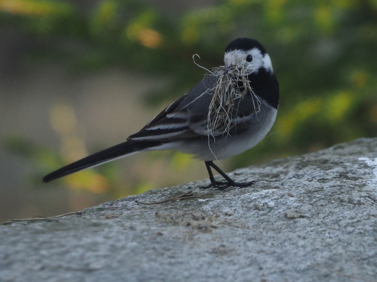 White Wagtail (White-faced) - ML619663907