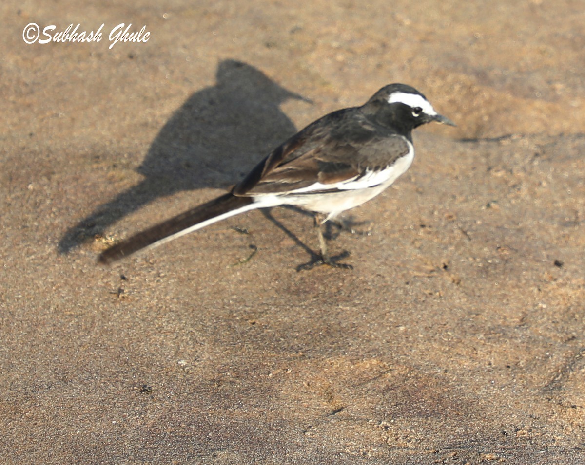 White-browed Wagtail - ML619663981