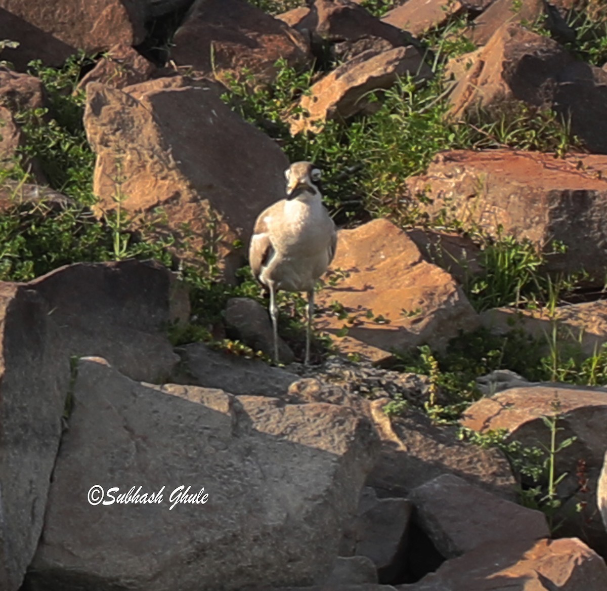 Indian Thick-knee - ML619664000