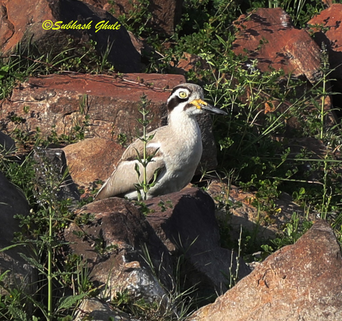 Indian Thick-knee - ML619664005
