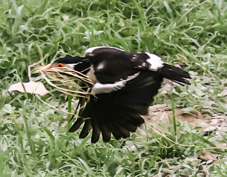 Indian Pied Starling - ML619664013