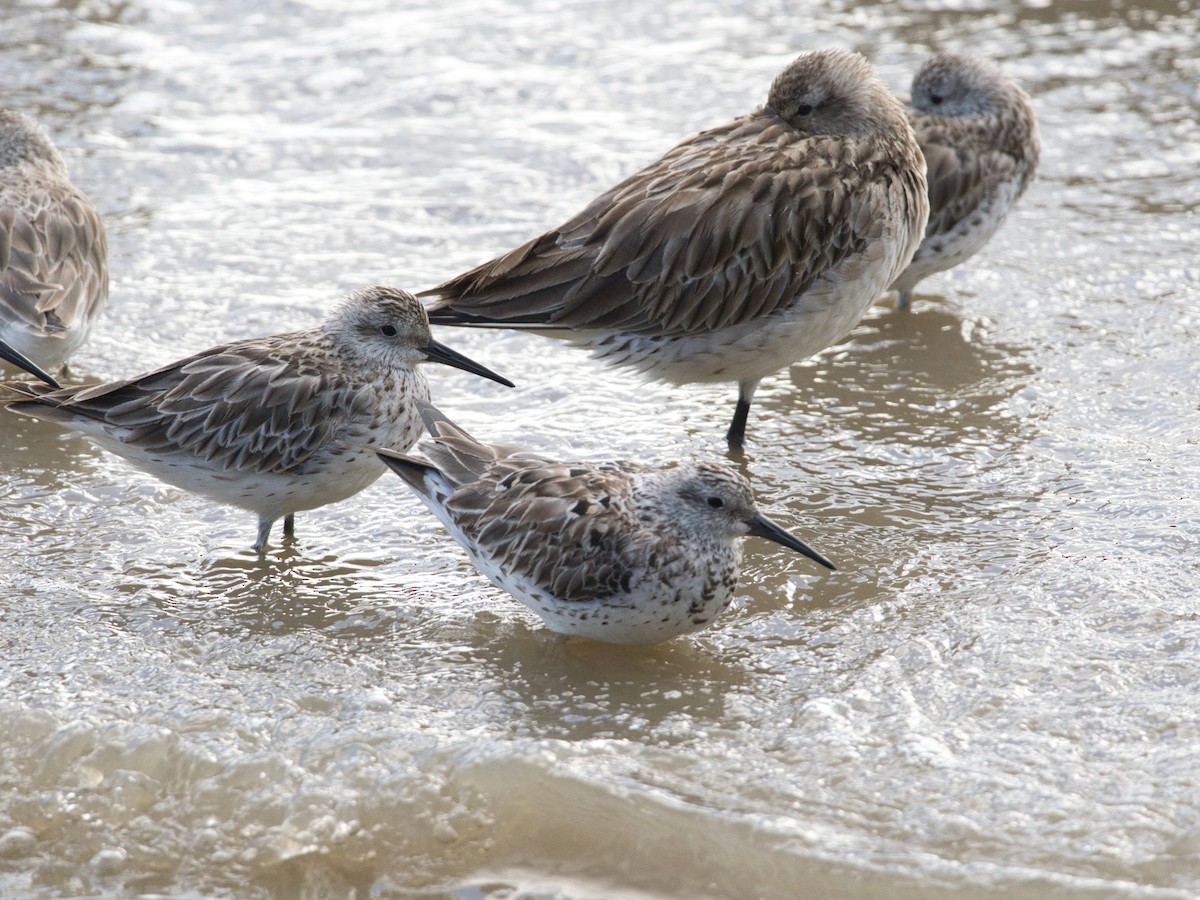 Great Knot - ML619664062