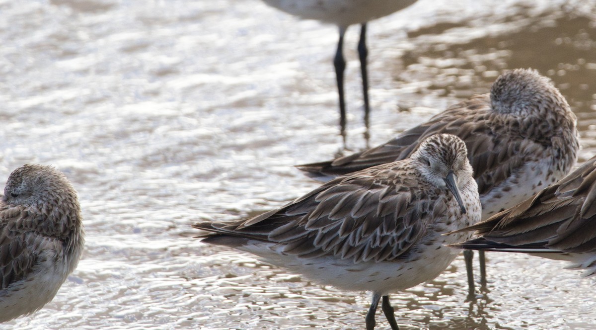Great Knot - ML619664065