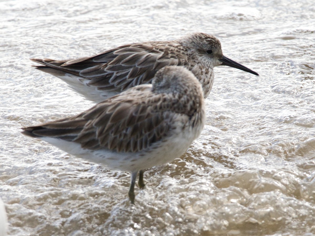 Great Knot - ML619664068