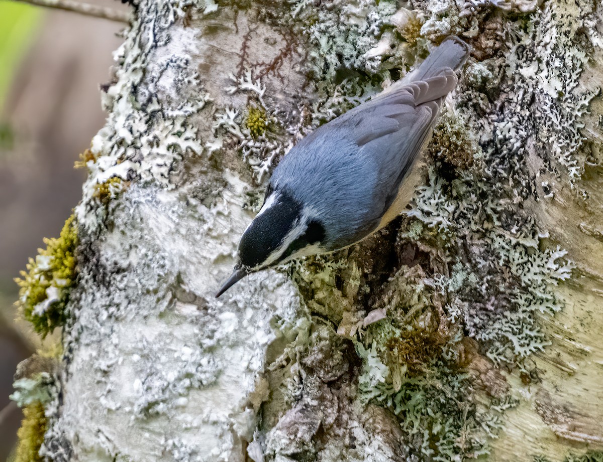 Red-breasted Nuthatch - ML619664071