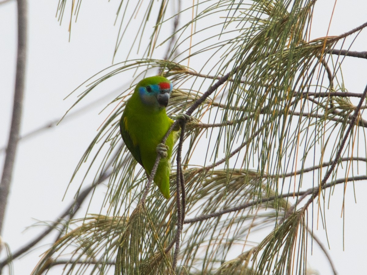 Double-eyed Fig-Parrot - ML619664144