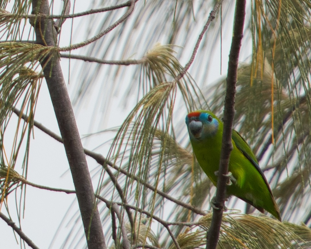 Double-eyed Fig-Parrot - ML619664145