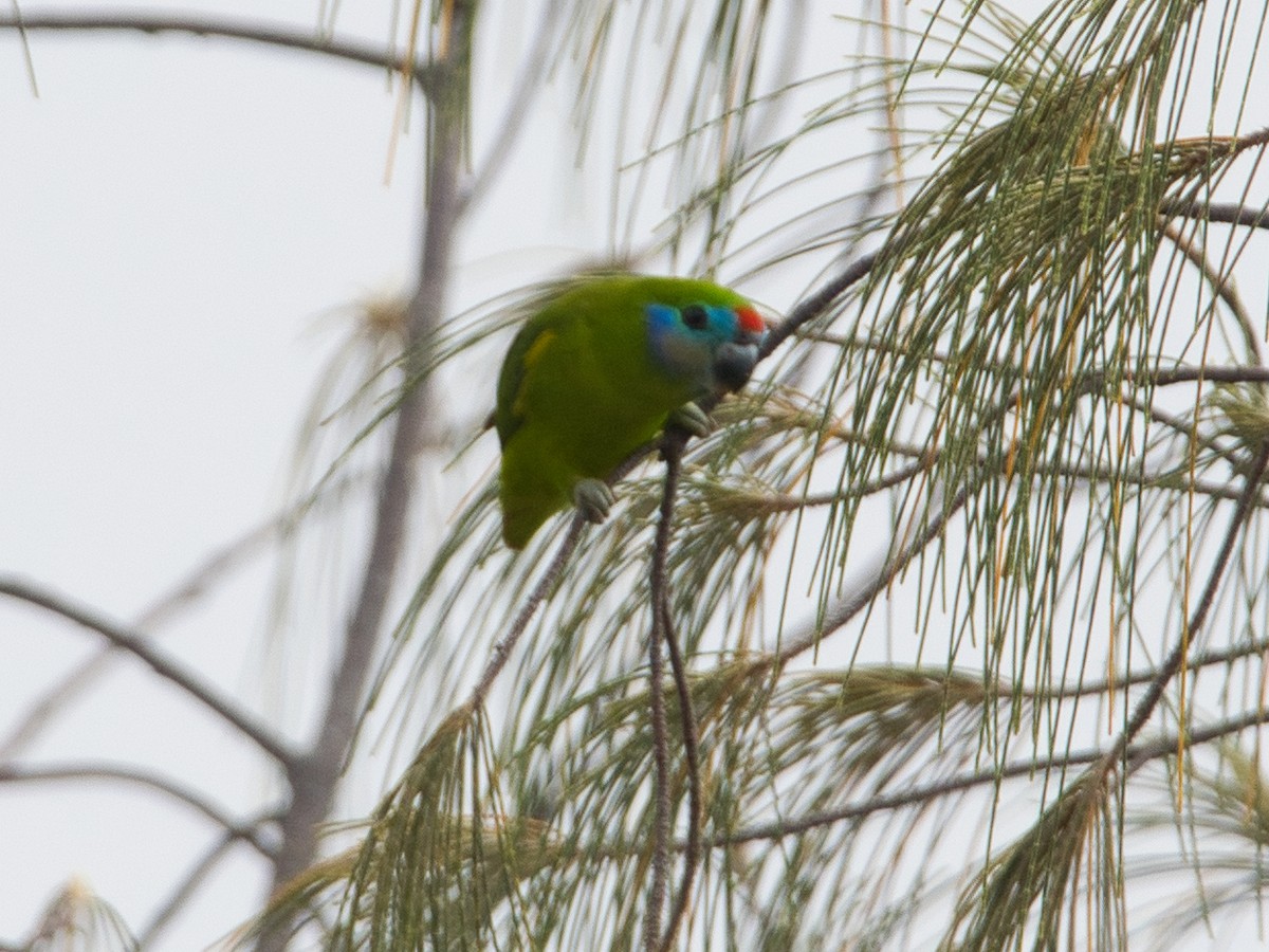 Double-eyed Fig-Parrot - ML619664146