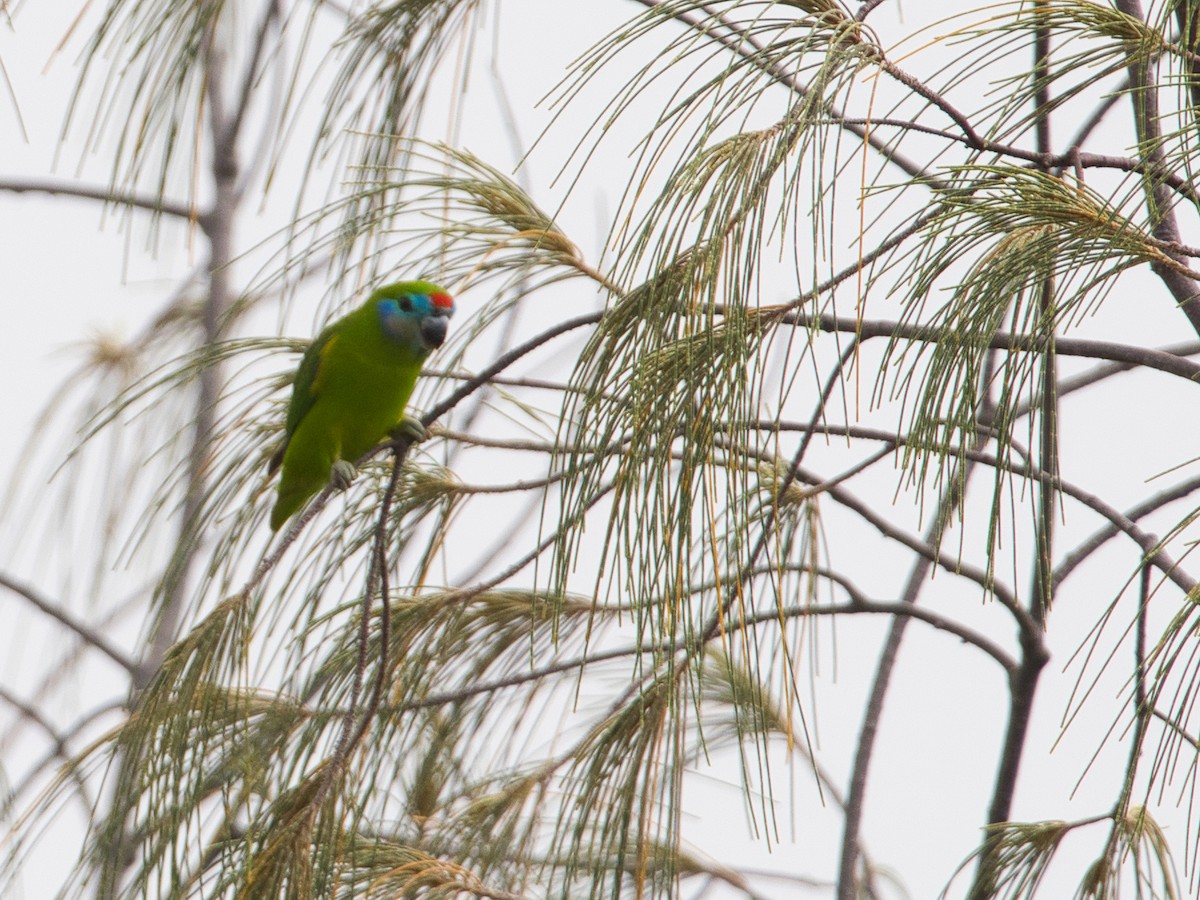 Double-eyed Fig-Parrot - ML619664148