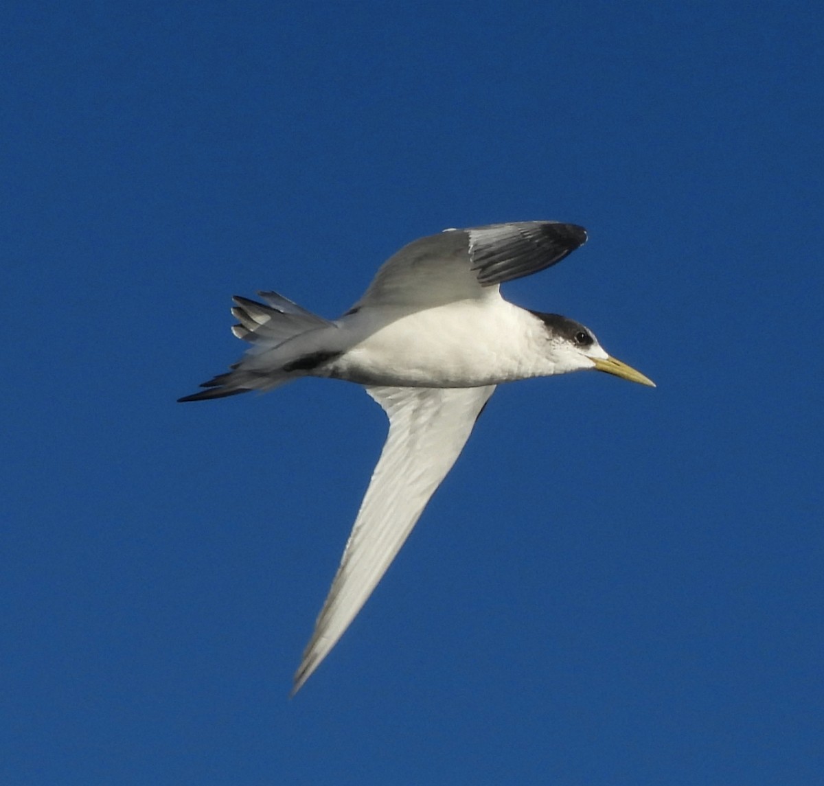 Great Crested Tern - ML619664176
