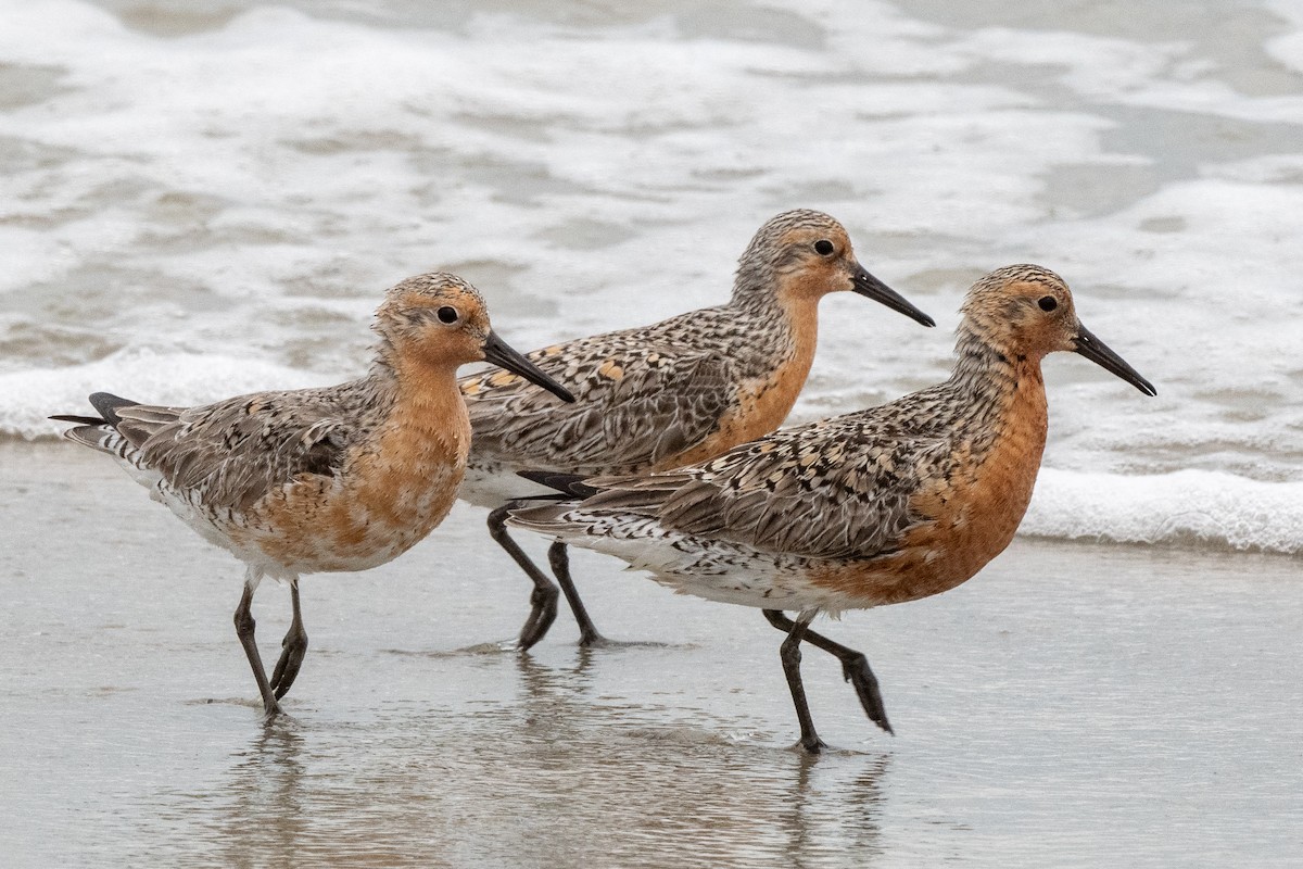 Red Knot - ML619664183