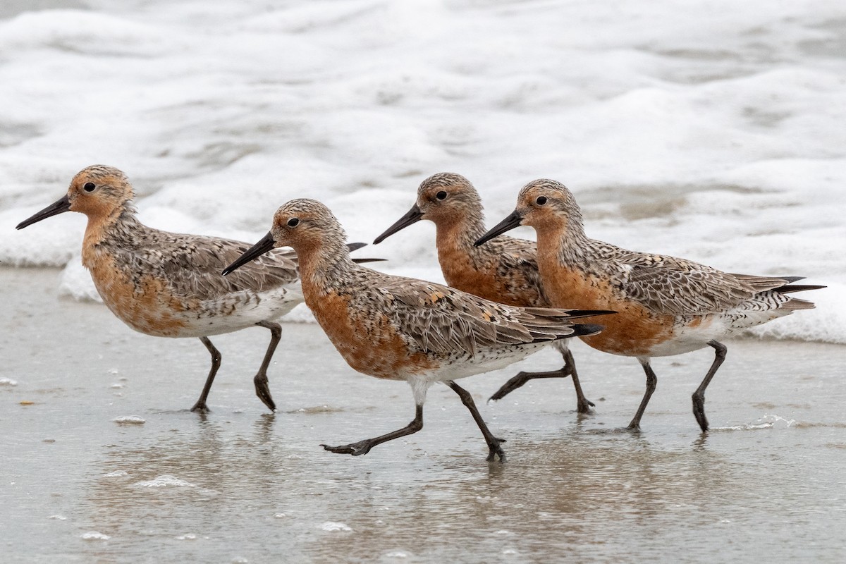Red Knot - ML619664185