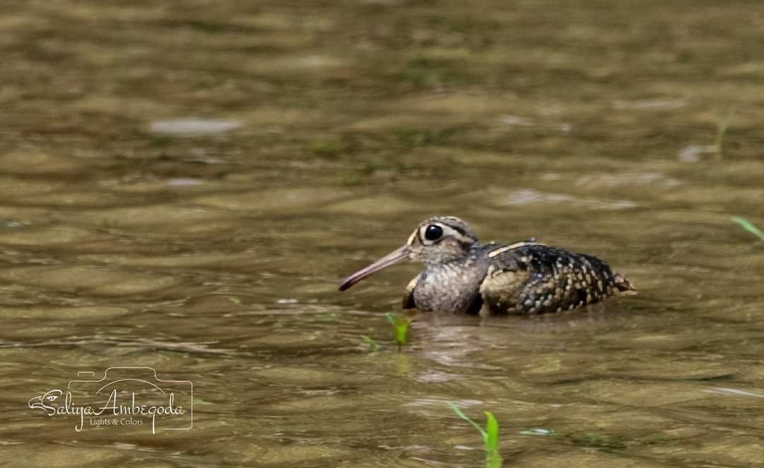 Greater Painted-Snipe - ML619664195