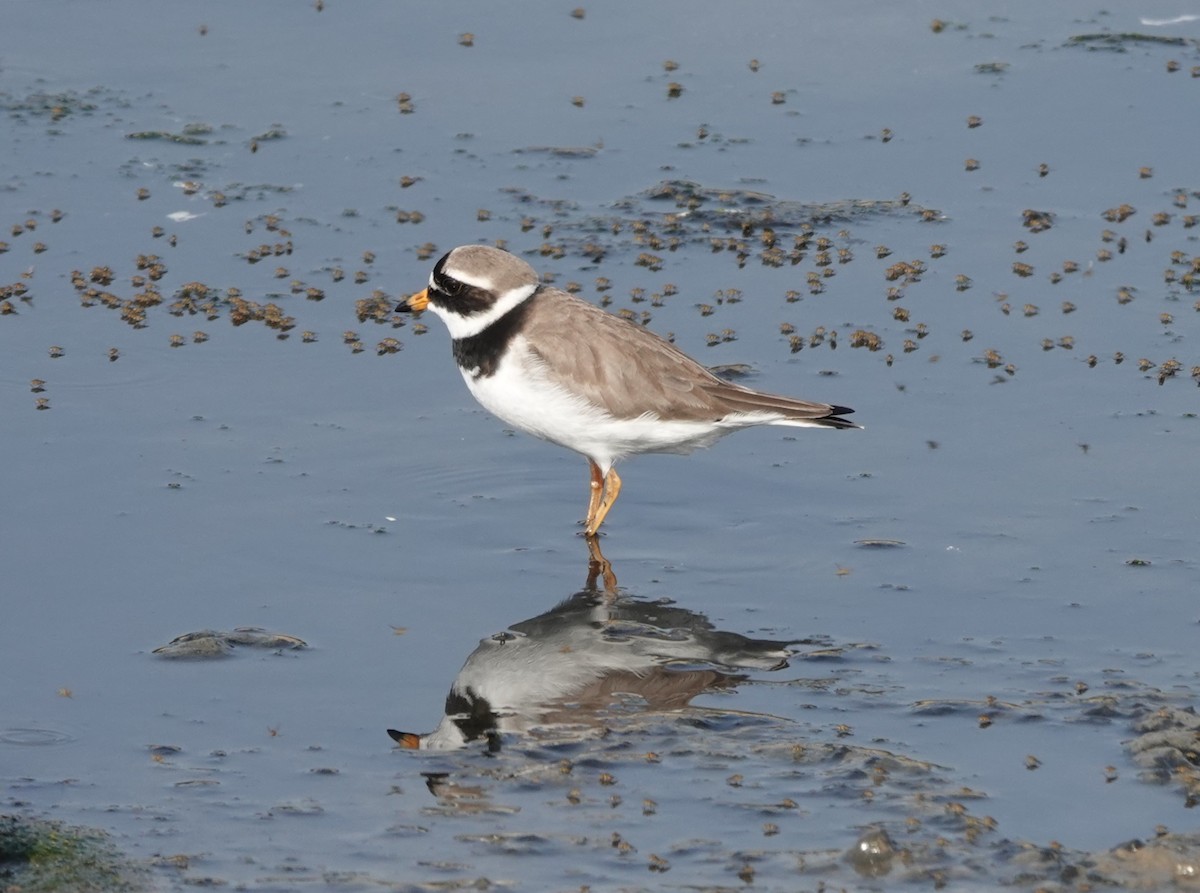 Common Ringed Plover - ML619664225
