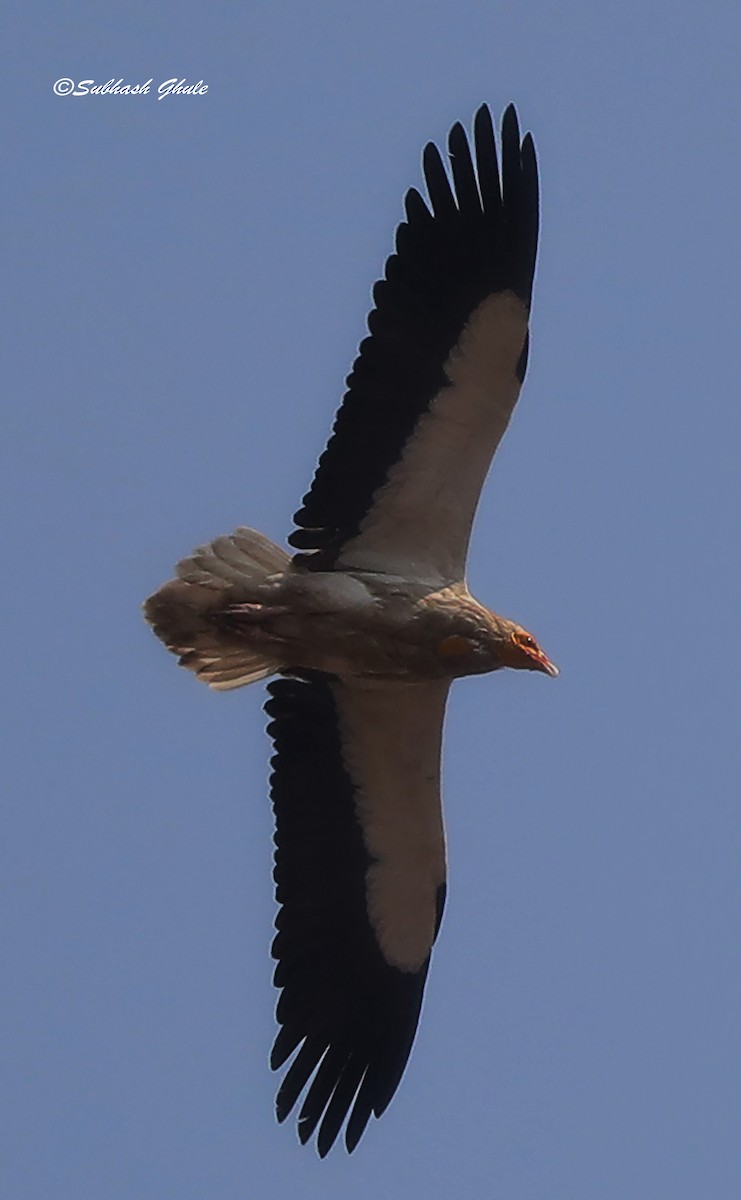Egyptian Vulture - ML619664234