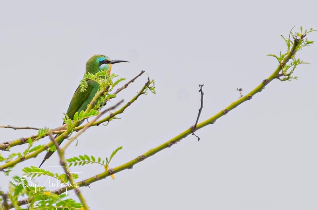 Blue-cheeked Bee-eater - ML619664289
