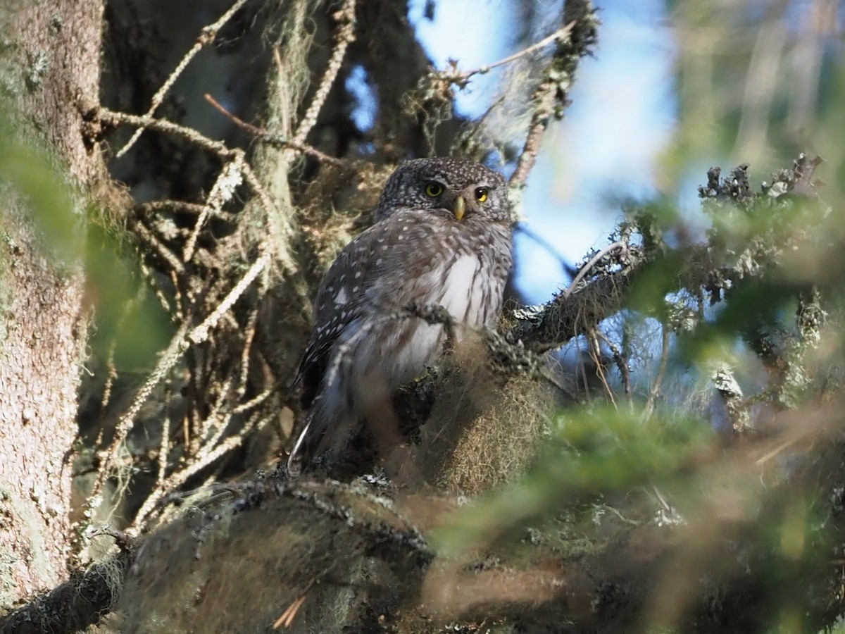 Eurasian Pygmy-Owl - ML619664335