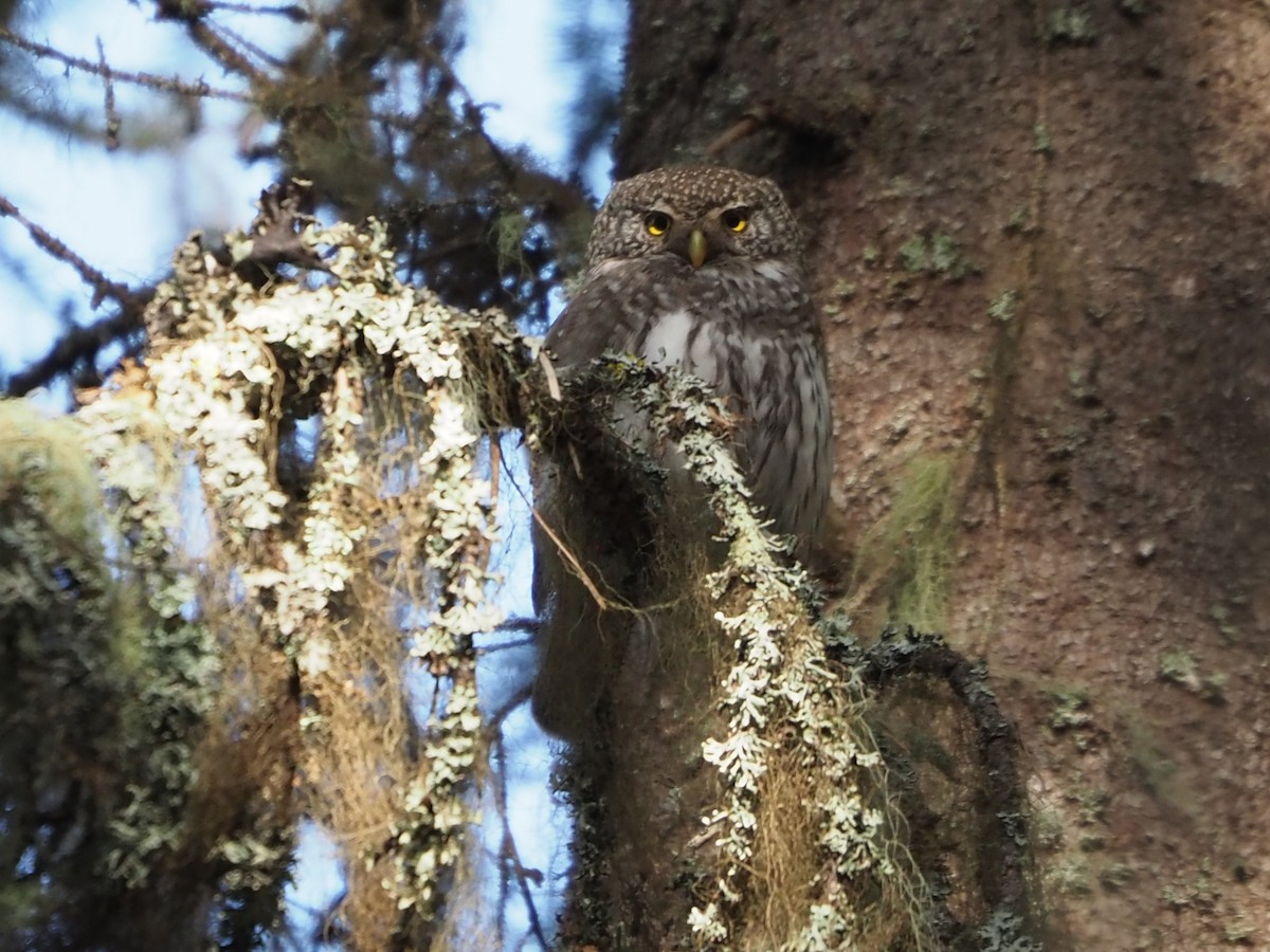 Eurasian Pygmy-Owl - ML619664336