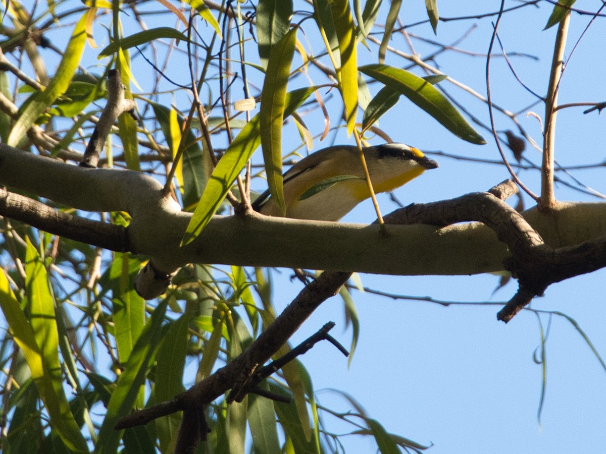 Streifenpanthervogel [melanocephalus-Gruppe] - ML619664415