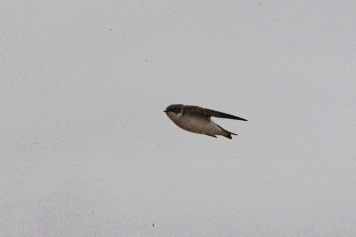 Chilean Swallow - ML619664428