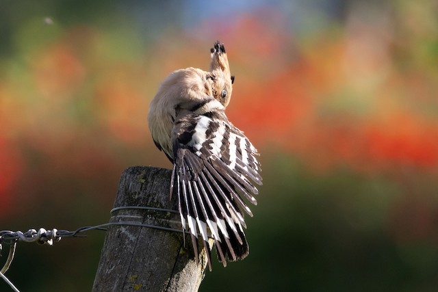 Formative (or First Alternate) Plumage (subspecies <em class="SciName notranslate">epops</em>). - Eurasian Hoopoe - 