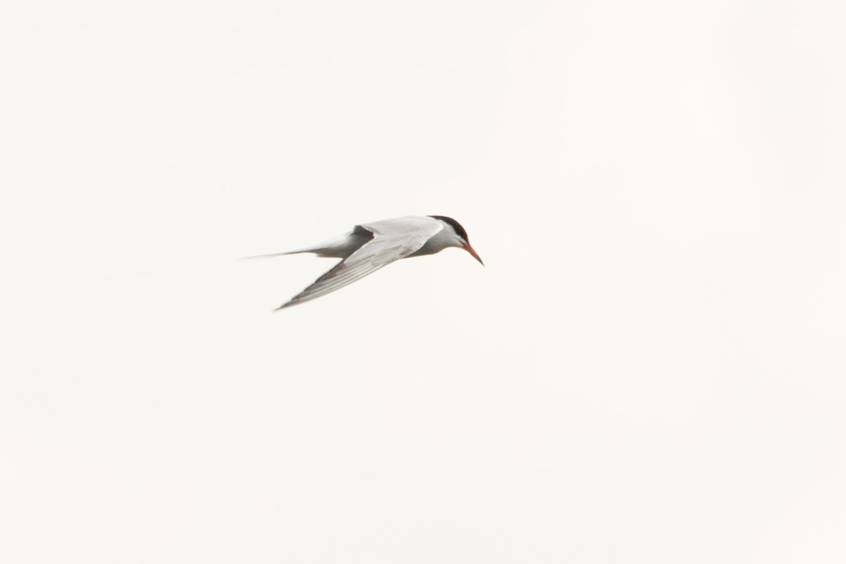 Common Tern - ML619664500