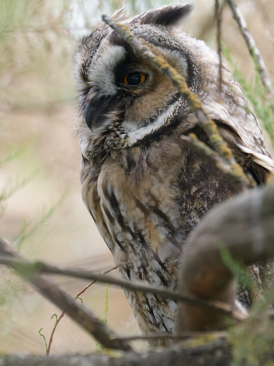 Long-eared Owl - ML619664540
