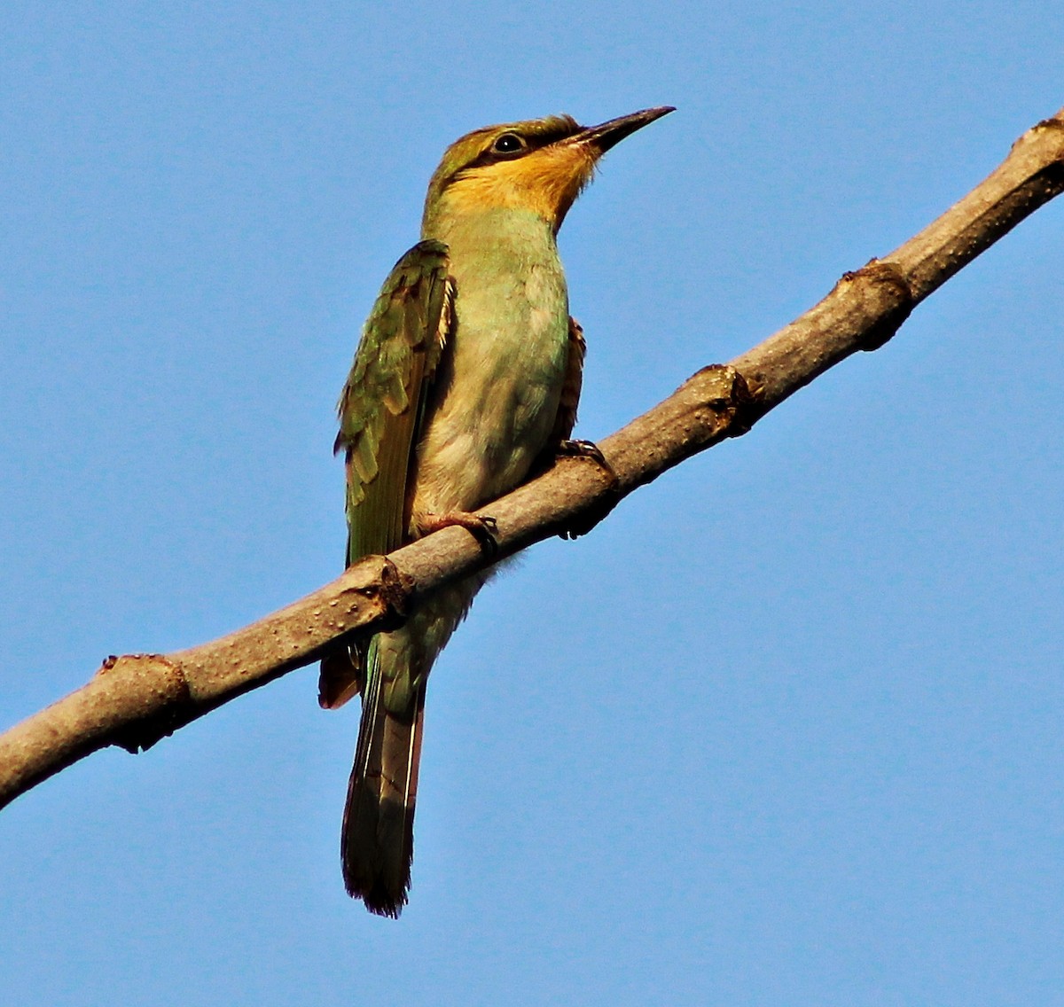 Asian Green Bee-eater - ML619664561