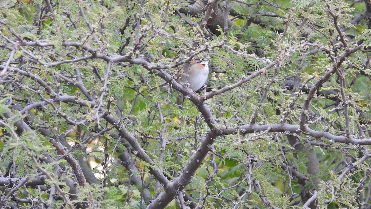 Rufous-collared Sparrow - ML619664595