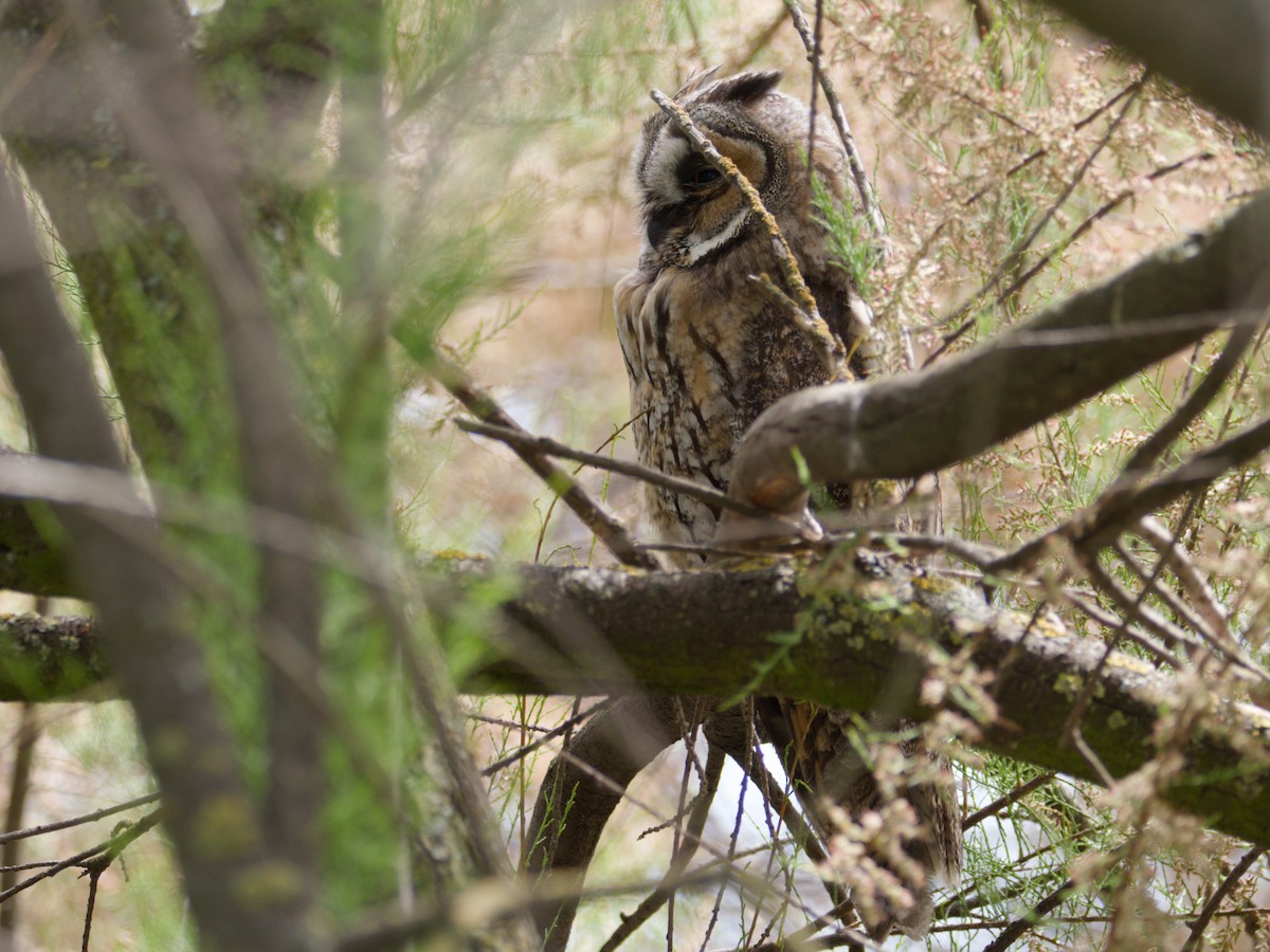 Long-eared Owl - ML619664598