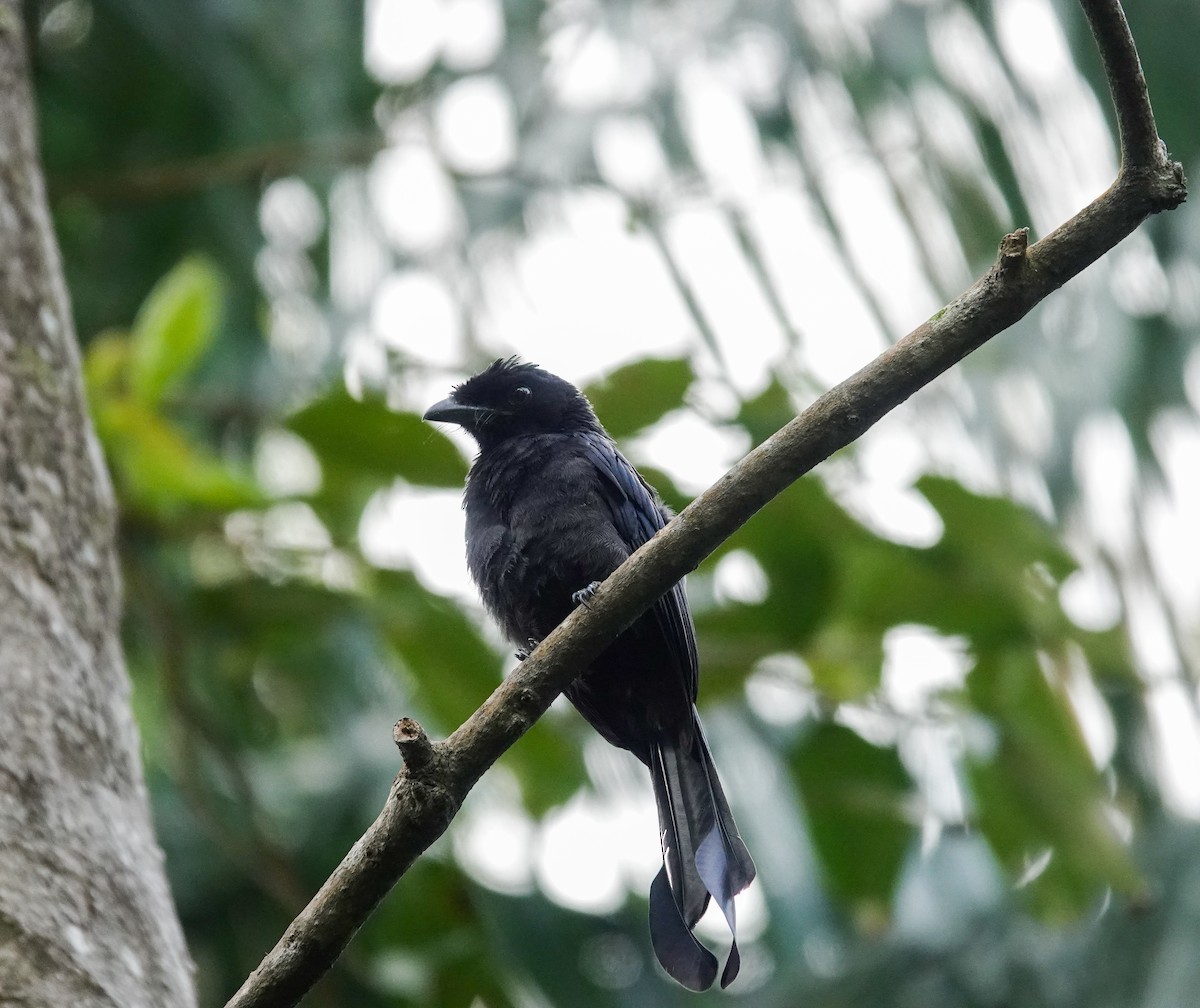 Greater Racket-tailed Drongo - ML619664600