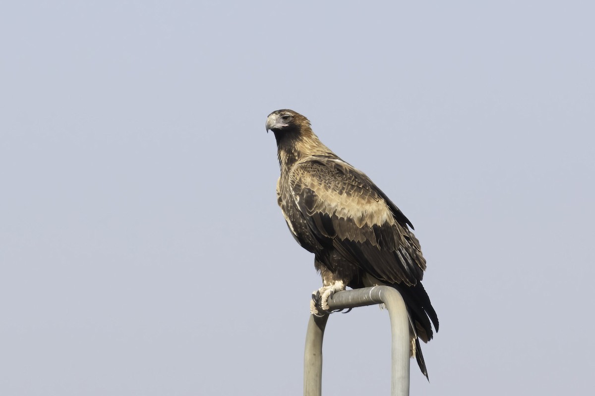 Wedge-tailed Eagle - ML619664635