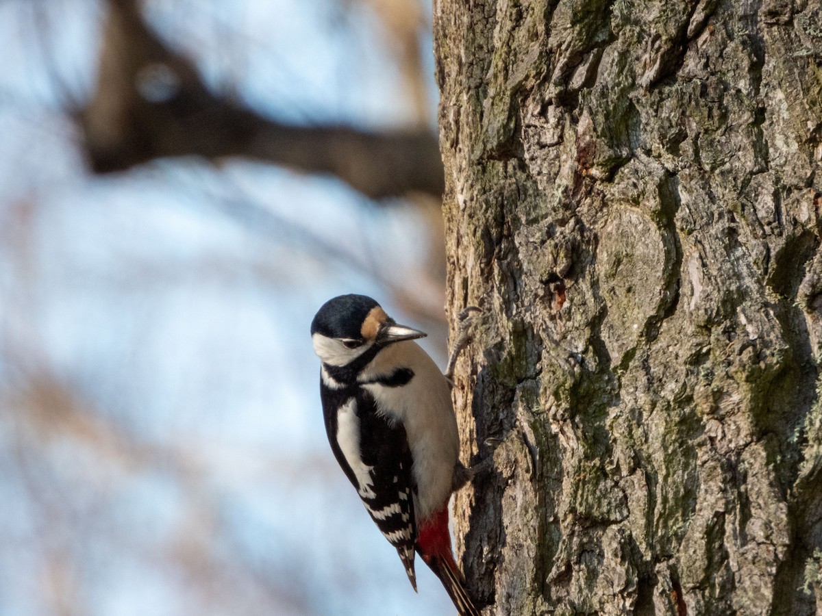 Great Spotted Woodpecker - ML619664661