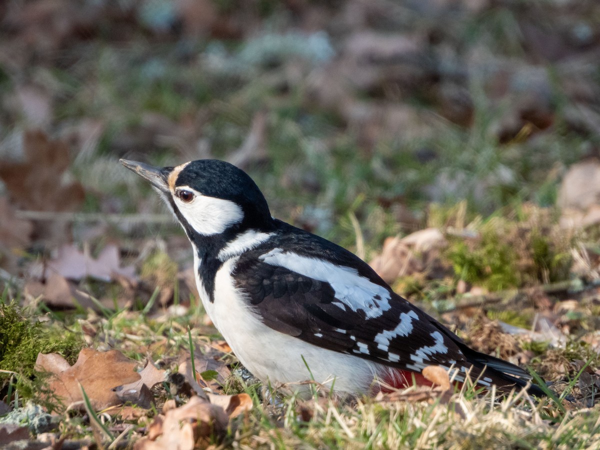 Great Spotted Woodpecker - ML619664662