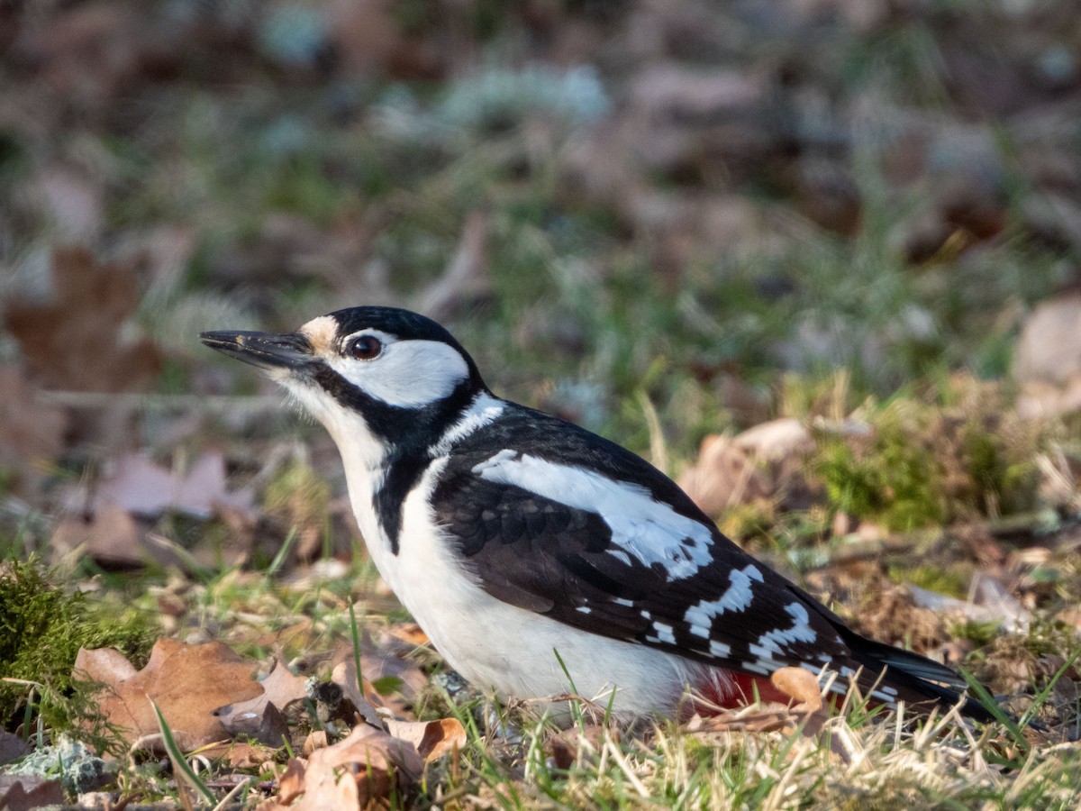 Great Spotted Woodpecker - ML619664663