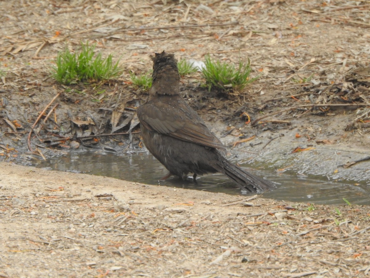 Eurasian Blackbird - ML619664665
