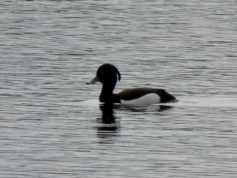 Tufted Duck - ML619664705